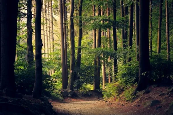 ISO 14001 certification consulting in Ireland - professional lead ireland's green transition with iso 14001 environmental management systems. our sustainability experts help irish businesses reduce environmental impact, achieve compliance with epa requirements, and access green finance opportunities while supporting ireland's climate action plan objectives.